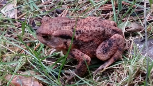 Toads are living beyond Dragons and Fairys and Long Dead Kings.